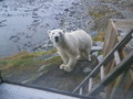 

Niedźwiedź polarny zbliża się do Werenhusa
(zdjęcie zrobione przez okno).

Fot. Marta Kondracka

